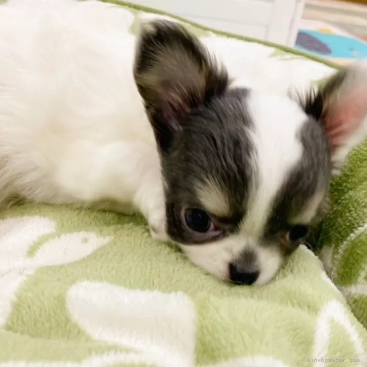 ID:2404-02899の子犬