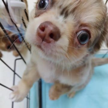 チワワ(ロング)【埼玉県・男の子・2022年8月27日・チョコマール】の写真「チョコマールです」