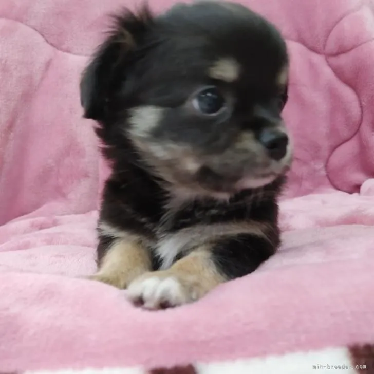 くろうさ 様のお迎えした子犬