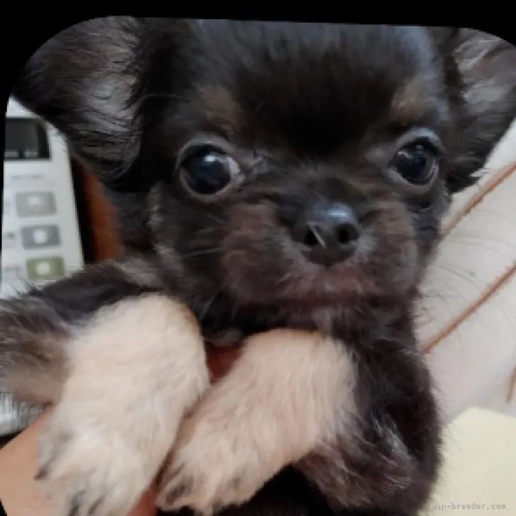 ID:2208-00861の子犬