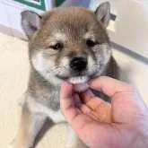 豆柴【香川県・男の子・2025年5月22日・赤】の写真10「顎乗せあざとい😂」
