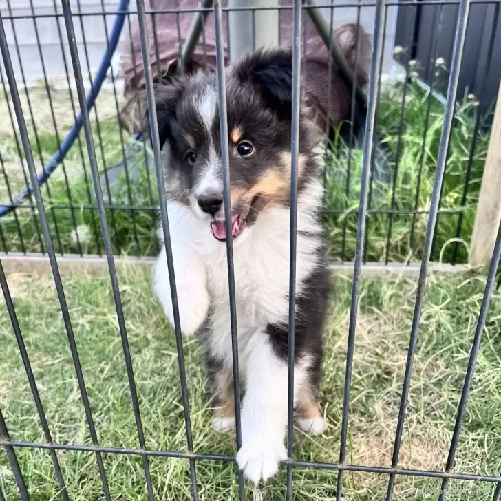 ID:2505-04338の子犬