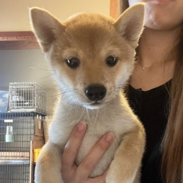 柴犬(豆柴)【香川県・男の子・2025年5月17日・赤】の写真「人懐こい茶柴くん🩵」