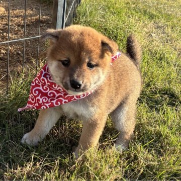 柴犬(豆柴)【香川県・女の子・2025年9月25日・赤】の写真「まんまるおめめの女の子💓」