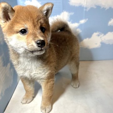 柴犬(豆柴)【香川県・女の子・2025年9月25日・赤】の写真「まんまるおめめの女の子💓」