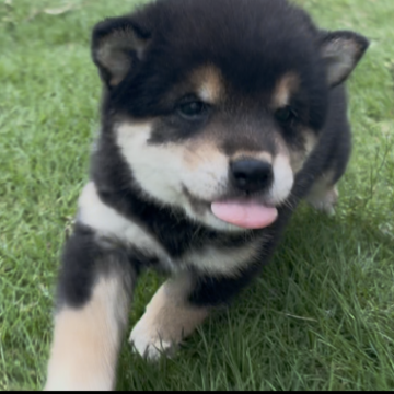 柴犬(豆柴)【香川県・女の子・2025年8月13日・黒】の写真「まんまる顔のたぬき顔ちゃん💕」