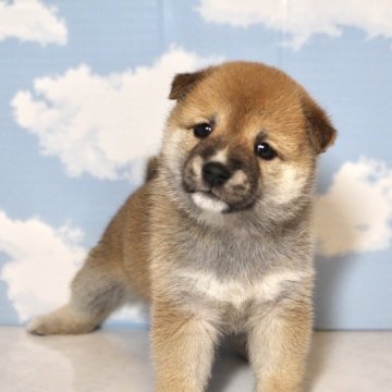 柴犬(豆柴)【香川県・女の子・2025年7月24日・赤】の写真「垂れ耳が可愛い長女ちゃん💓」
