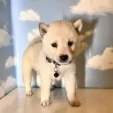 豆柴