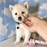 豆柴