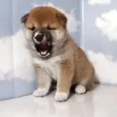 豆柴