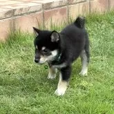 豆柴