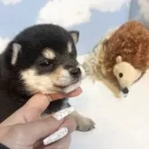 豆柴【香川県・女の子・2025年2月19日・黒】の写真2「鼻が短めでたぬき顔です🐾」