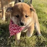 豆柴【香川県・女の子・2025年9月25日・赤】の写真11「まんまるお顔たまらん🥹」