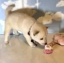 豆柴【香川県・男の子・2025年8月6日・白】の写真4「ぶーちゃんに興味津々🐷」