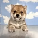 豆柴【香川県・男の子・2025年5月12日・赤】の写真5「良いご縁に出会えますように🍀*゜」