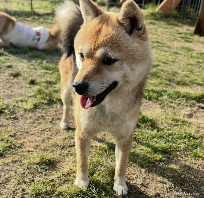 豆柴【・女の子・2021年8月17日・胡麻】