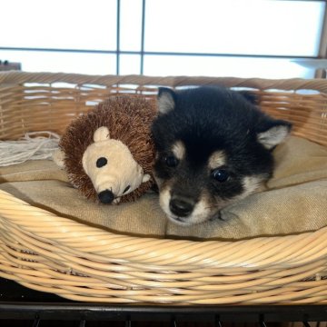 柴犬(豆柴)【香川県・女の子・2023年11月11日・黒】の写真「とにかくパワフルな黒柴ちゃん🤭」