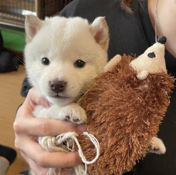 柴犬(豆柴)【香川県・男の子・2023年11月11日・白】の写真「色が真っ白な甘えん坊くんです🤭」