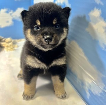 柴犬(豆柴)【香川県・女の子・2024年3月5日・黒】の写真「体は小さめですが元気いっぱいです☺️」