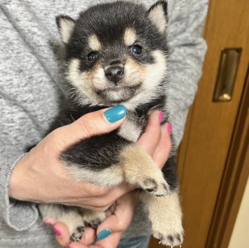 柴犬(豆柴)【香川県・男の子・2024年3月17日・黒】の写真「元気すぎる黒豆柴くん😅」