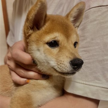 柴犬(豆柴)【香川県・女の子・2024年7月23日・赤】の写真「すぐにお迎え可能です🙆‍♀️」