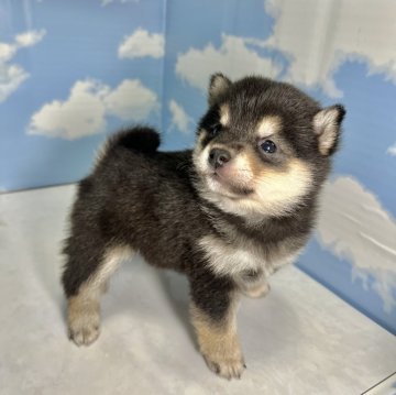 柴犬(豆柴)【香川県・女の子・2024年3月5日・黒】の写真「色の配色が綺麗な黒豆柴ちゃん🩷」