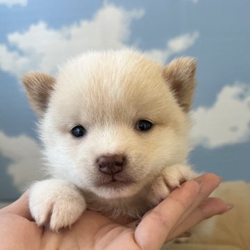 柴犬(豆柴)【香川県・女の子・2024年3月17日・白】の写真「タレ目な白柴ちゃん🩷」
