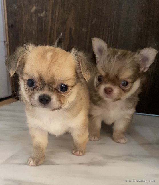 栗原　佑哉(くりはら　ゆうや)ブリーダー(広島県・チワワ(ロング)など・JKC登録)の紹介写真4