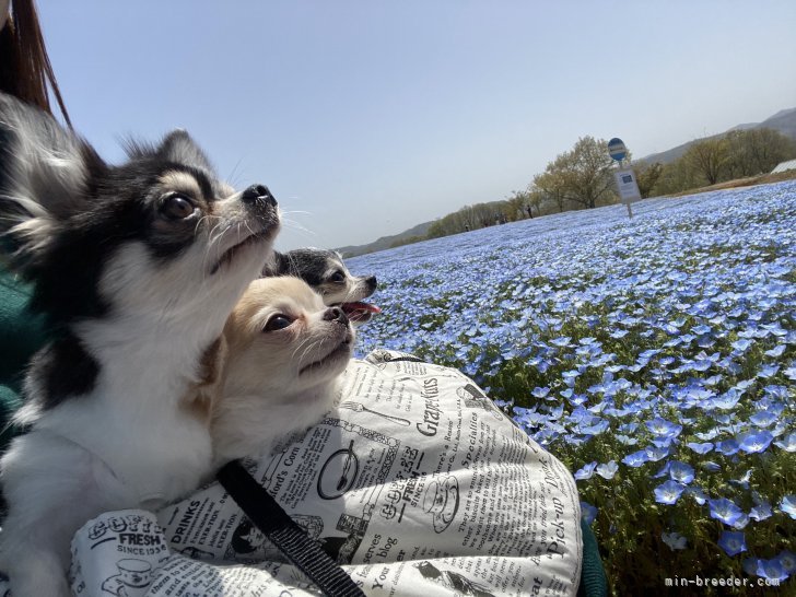 栗原　佑哉(くりはら　ゆうや)ブリーダー(広島県・チワワ(ロング)など・JKC登録)の紹介写真6