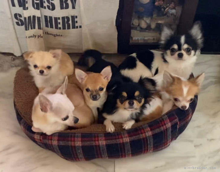 栗原　佑哉(くりはら　ゆうや)ブリーダー(広島県・チワワ(ロング)など・JKC登録)の紹介写真7