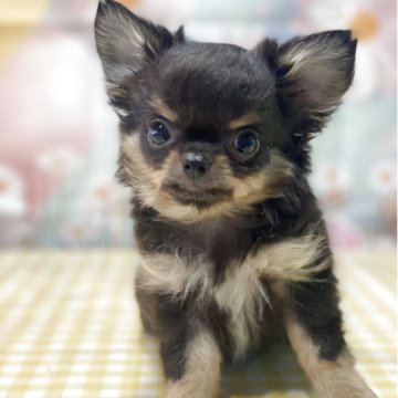 チワワ(ロング)【広島県・男の子・2025年3月7日・ブラックタン】の写真「甘えん坊な小さめの可愛い男の子です♡」