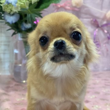 チワワ(ロング)【広島県・女の子・2024年9月15日・レッド】の写真「愛嬌のあるかわいい女の子です♡」