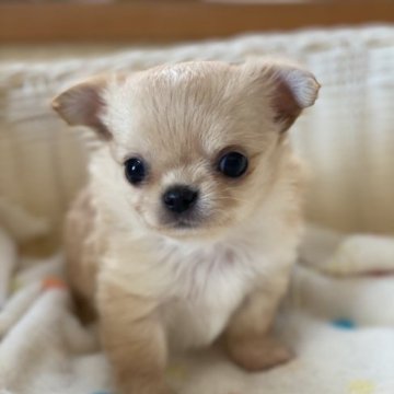チワワ(ロング)【広島県・女の子・2023年10月15日・クリーム】の写真「小ぶりでマズルも短い可愛い女の子です🐶」