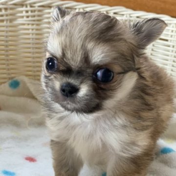 チワワ(ロング)【広島県・女の子・2023年10月15日・レッド&ホワイト】の写真「小ぶりでマズルの短い可愛い女の子です🐶」