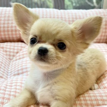 チワワ(ロング)【広島県・女の子・2023年6月23日・クリーム&ホワイト】の写真「マズル短めのおっとりガール♡」