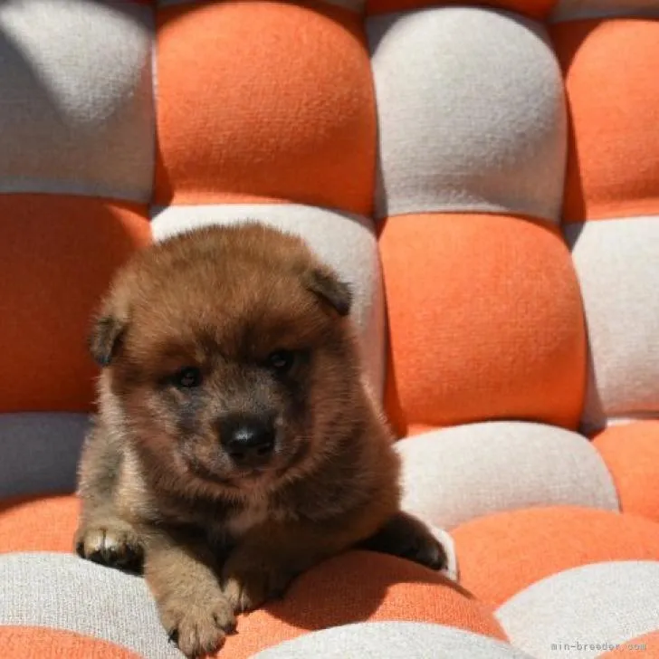 ID：2207-00896の子犬