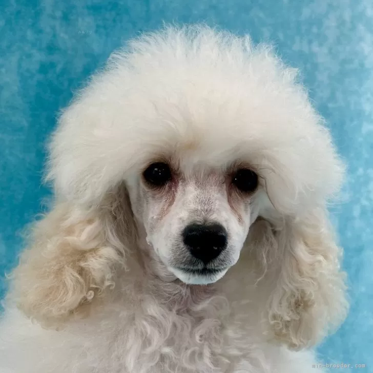 ID:2405-02208の子犬