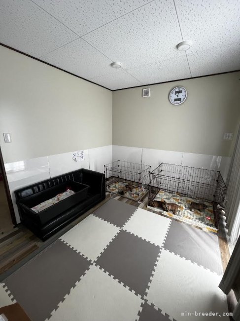 冷暖房完備の犬舎で飼育しています｜田中　宏昂(たなか　ひろたか)ブリーダー(三重県・アメリカンブリーなど・JKC登録)の紹介写真4