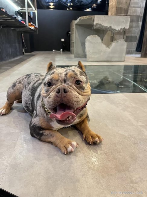 アメリカンブリー【・女の子・2022年4月10日・マール】