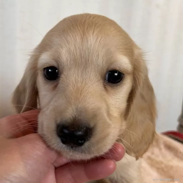 H.O 様のお迎えした子犬