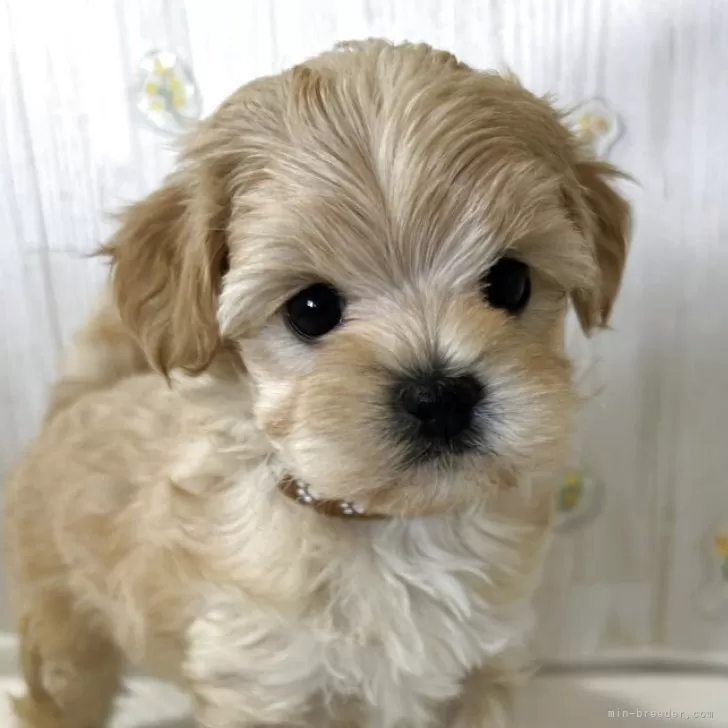 ID：2505-03054の子犬