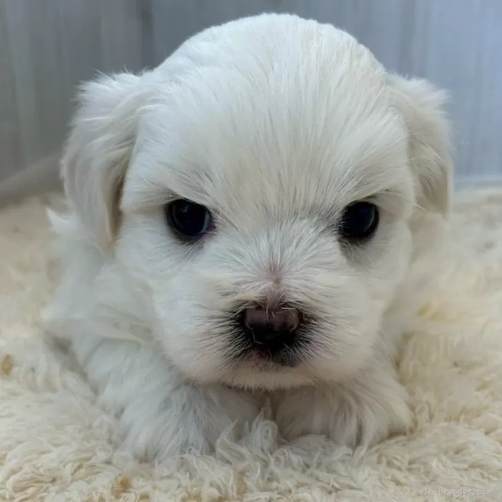 ミックス(マルチーズ×ビションフリーゼ)【群馬県・女の子・2025年9月25日・ホワイト&amp;クリーム】の写真1