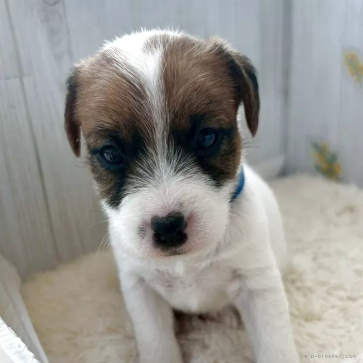 ジャックラッセルテリア【群馬県・男の子・2025年9月27日・ホワイト&amp;タン】の写真1