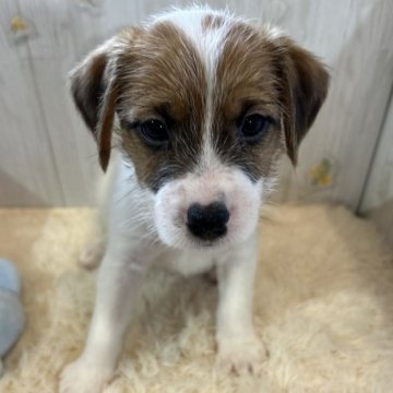 ジャックラッセルテリア【群馬県・男の子・2025年9月27日・ホワイト&タン】の写真「可愛いです💙🩷」