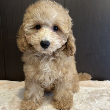 トイプードル(トイ)【群馬県・男の子・2025年4月17日・レッド】の写真「おっとりさんで可愛いです🧡」
