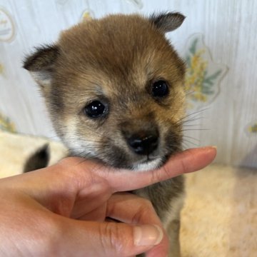 柴犬(豆柴)【群馬県・男の子・2025年9月30日・赤】の写真「めちゃくちゃ可愛いです💖」