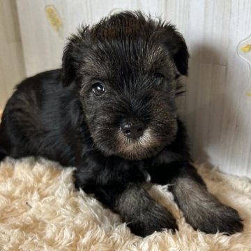 ミニチュアシュナウザー【群馬県・男の子・2025年10月7日・ブラック&シルバー】の写真「可愛いです😍」