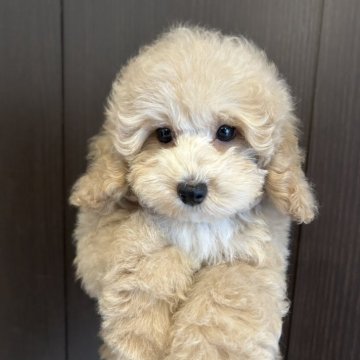 トイプードル(トイ)【群馬県・男の子・2025年4月17日・アプリコット】の写真「人が大好きなおっかけBoyです🧡」