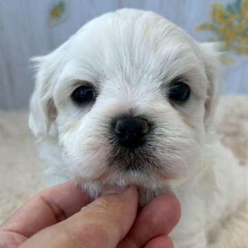 ミックス(マルチーズ×ビションフリーゼ)【群馬県・男の子・2025年9月25日・ホワイト&クリーム】の写真「ムチムチで可愛いです🩶」