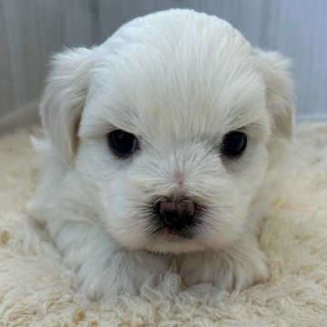 ミックス(マルチーズ×ビションフリーゼ)【群馬県・女の子・2025年9月25日・ホワイト&クリーム】の写真「ムチムチで可愛いです🩶」